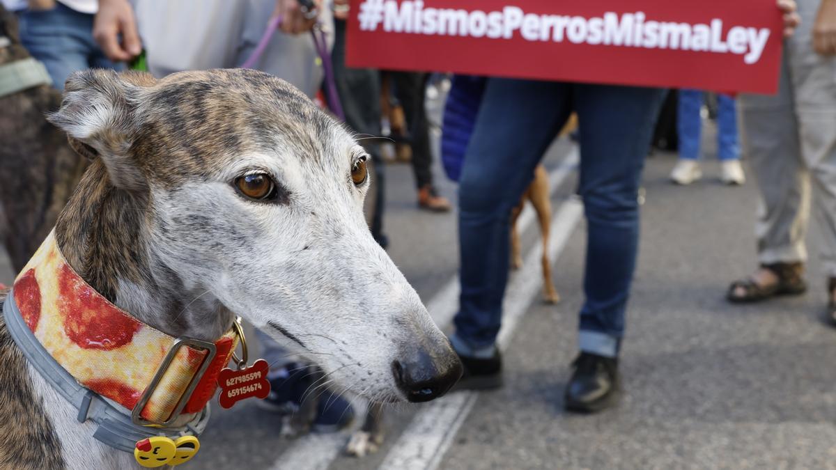 Asociaciones animalistas se manifiestan frente al Congreso para pedir al PSOE la retirada de la enmienda a la Ley de Protección Animal.