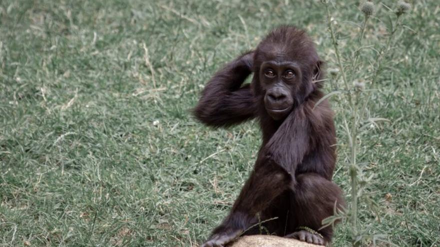 Los animales también guardan distancia social para evitar contagios