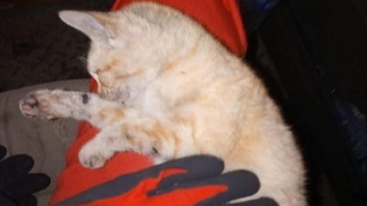 La UME comparte unas impactantes imágenes salvando a un gato herido