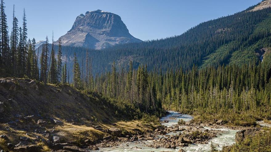 Descubrimiento sorprendente: hay bosques que resisten el cambio climático