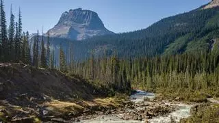 Descubrimiento sorprendente: hay bosques que resisten el cambio climático