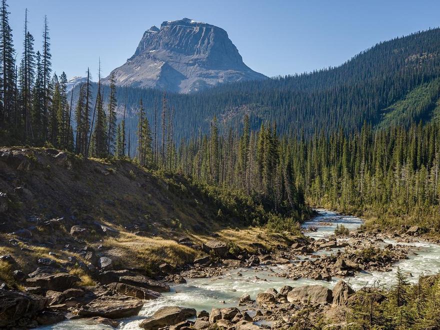 Descubrimiento sorprendente: hay bosques que resisten el cambio climático