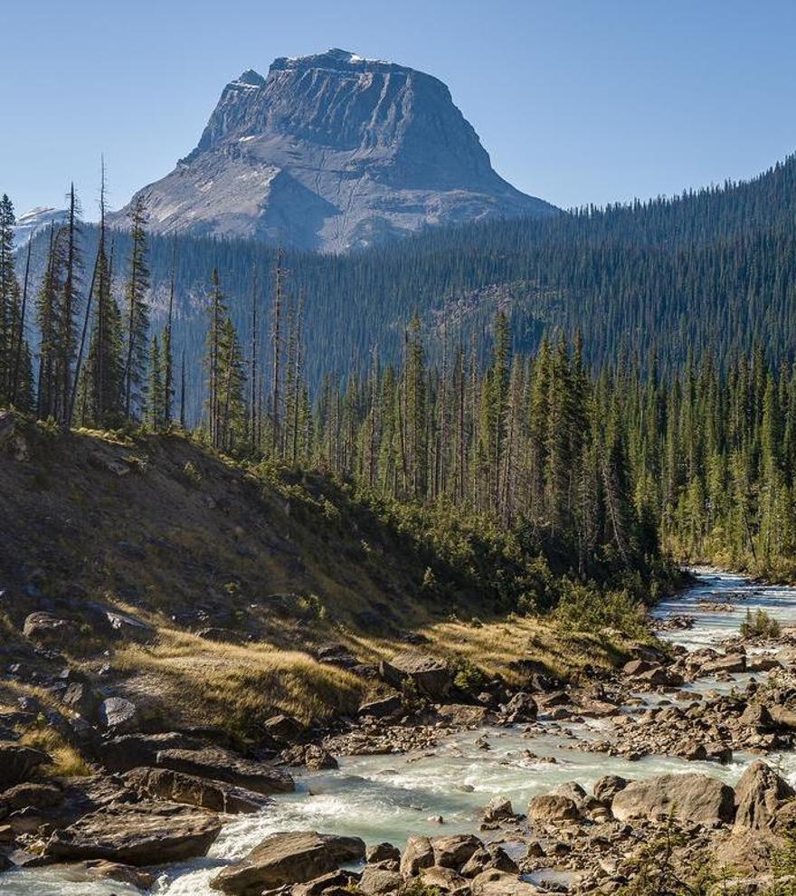 Descubrimiento sorprendente: hay bosques que resisten el cambio climático