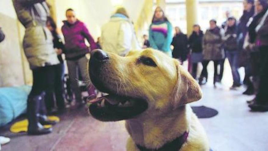 «Blues», un labrador de 18 meses adiestrado con fines terapéuticos y educativos, demuestra sus habilidades a los alumnos del curso sobre Educación Infantil en la Universidad. / miki lópez