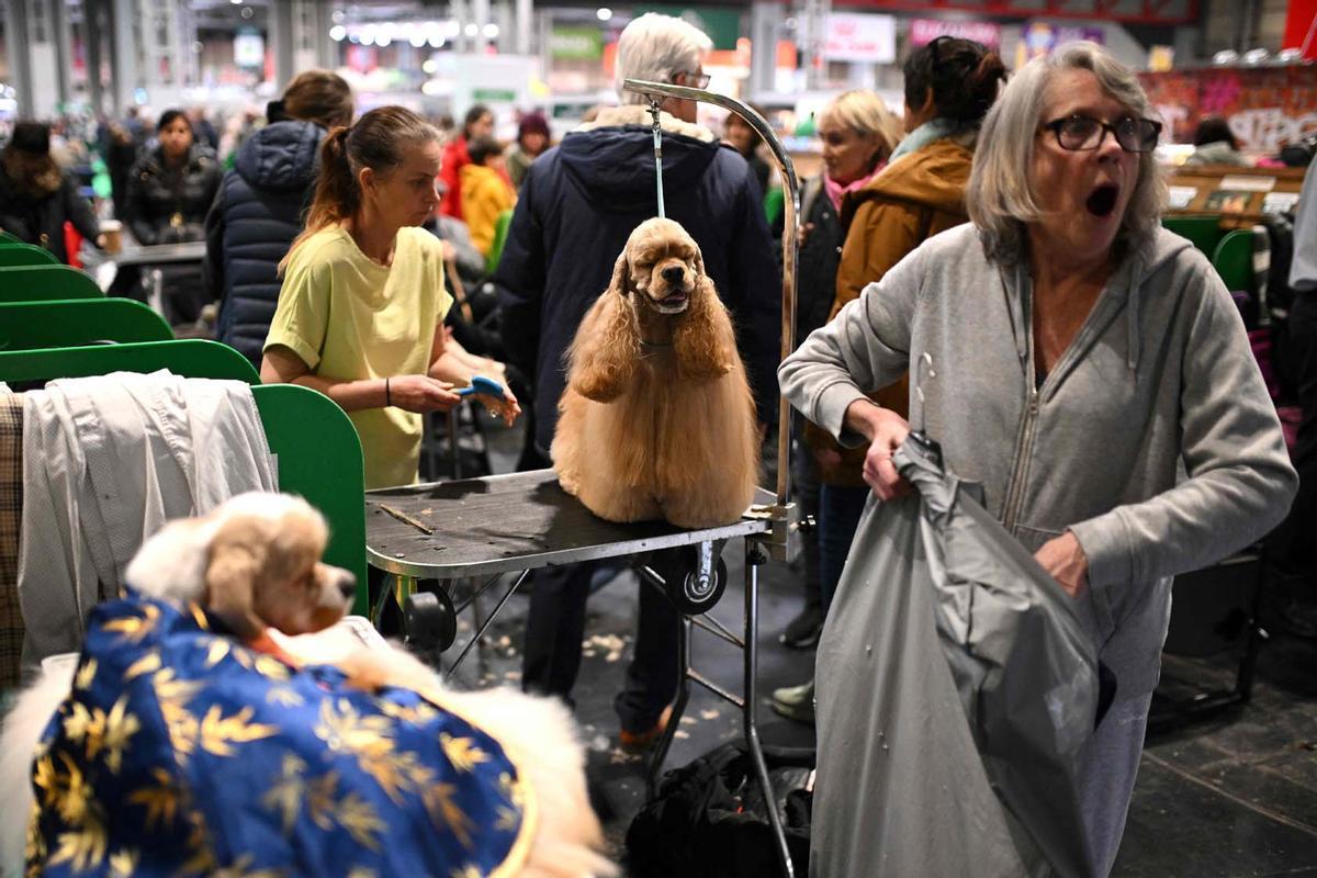 Exposición canina en el Centro Nacional de Exposiciones de Birmingham