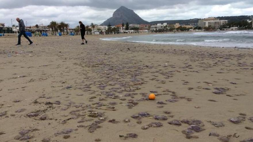 La playa de Xàbia amanece con miles de medusas