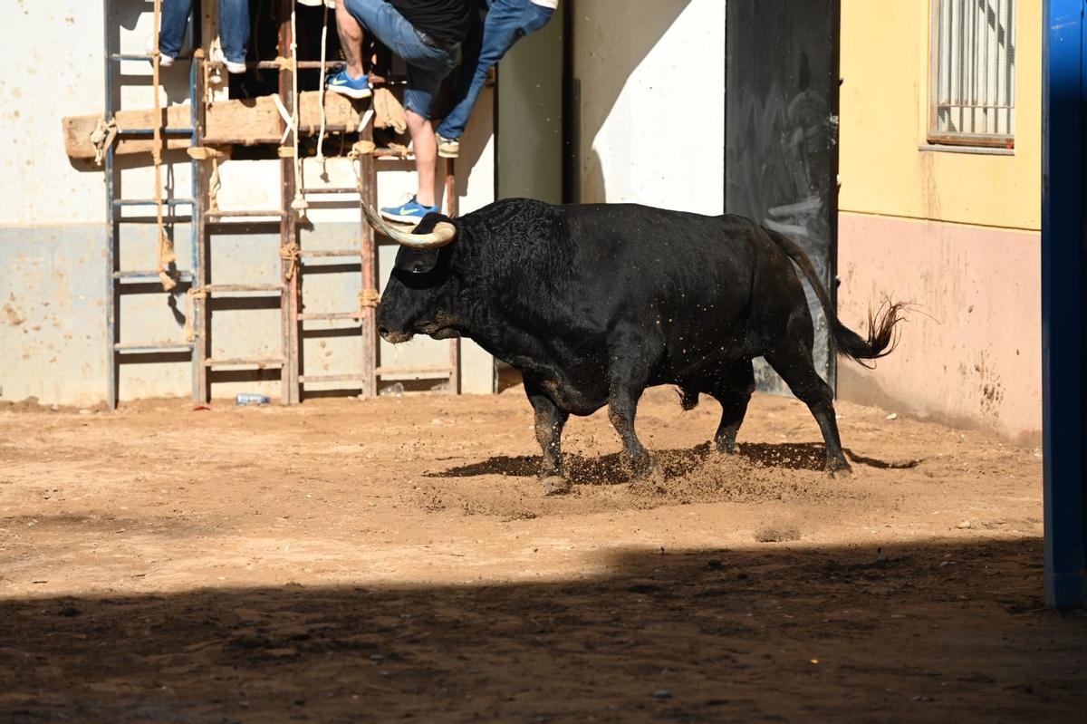 Toros, carretones infantiles y desfiles de moda: lo mejor del jueves de las fiestas de Almassora