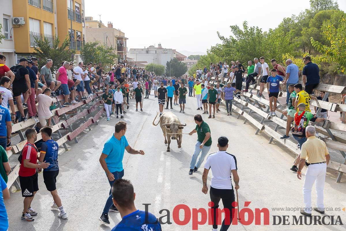 Segundo encierro de la Feria Taurina del Arroz en Calasparra