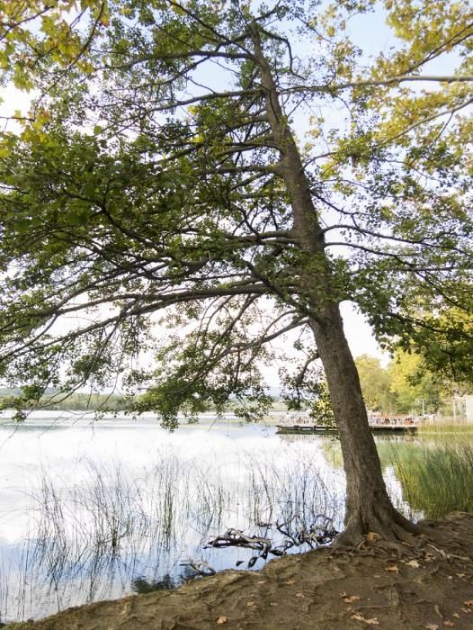 Limnos prepara un inventari dels arbres de l'estany de Banyoles