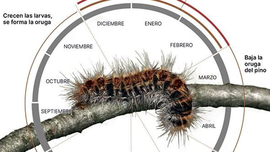 Ciclo oruga procesionaria