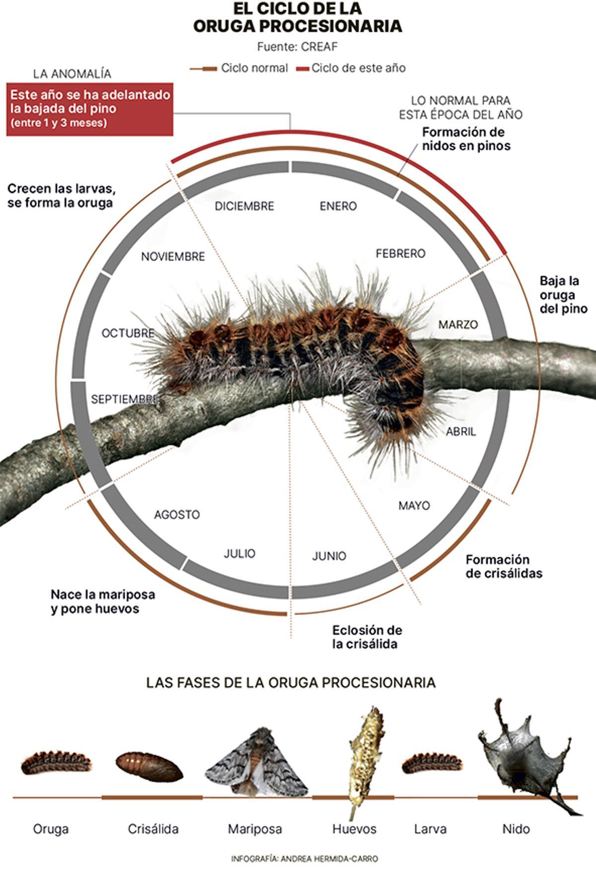 Ciclo oruga procesionaria