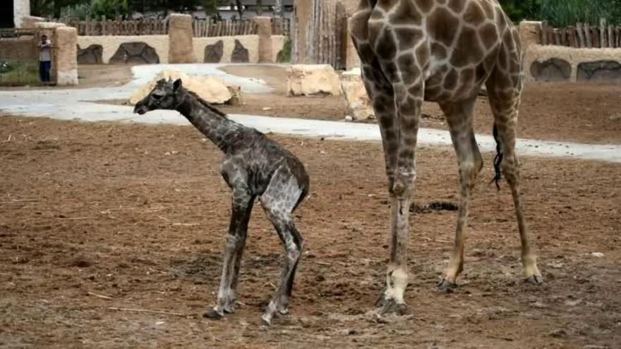 Nace una jirafa de Angola en Río Safari Elche