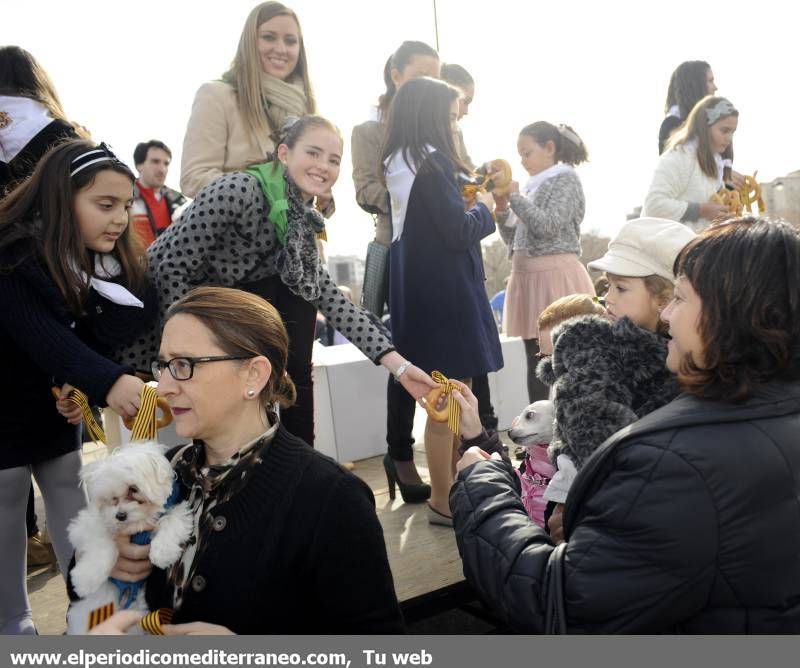 GALERÍA FOTOS - La provincia celebra Sant Antoni