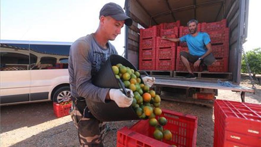 ¿Por qué los agricultores de Castellón culpan al cítrico sudafricano de la falta de tratos en campo?