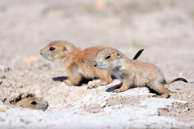 Perritos de la pradera en parque nacional badlands