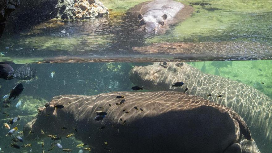 Una escapada diferente este verano: naturaleza  y fauna salv