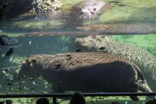 Una escapada diferente este verano: naturaleza  y fauna salvaje a un paso de Alicante