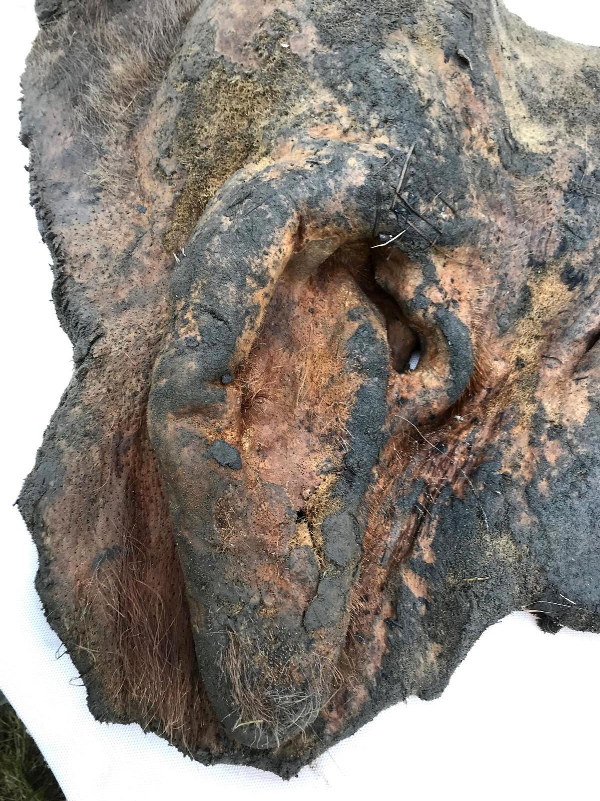 Inspeccionan la piel de un mamut de 52.000 años de antigüedad