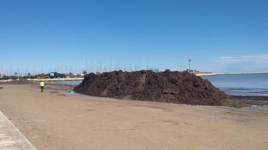 Dénia extrae más de 800 toneladas de algas de las playas tras la lluvia