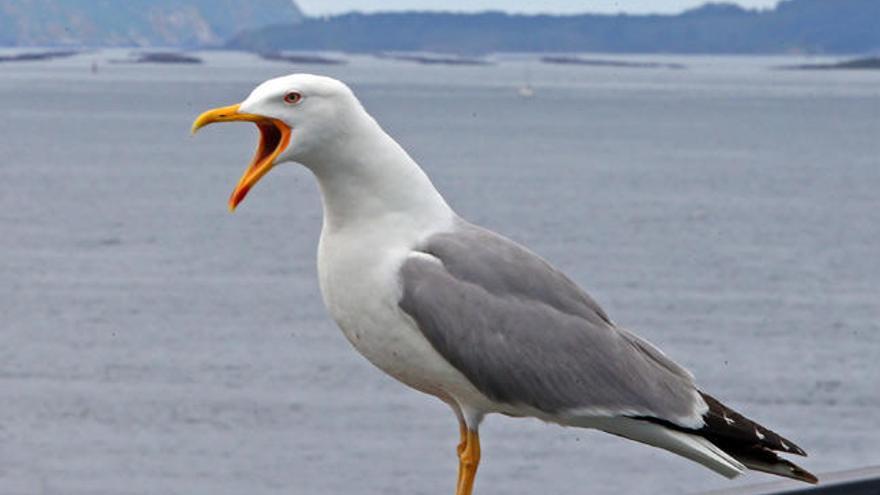 Una gaviota en Vigo. // Marta G. Brea