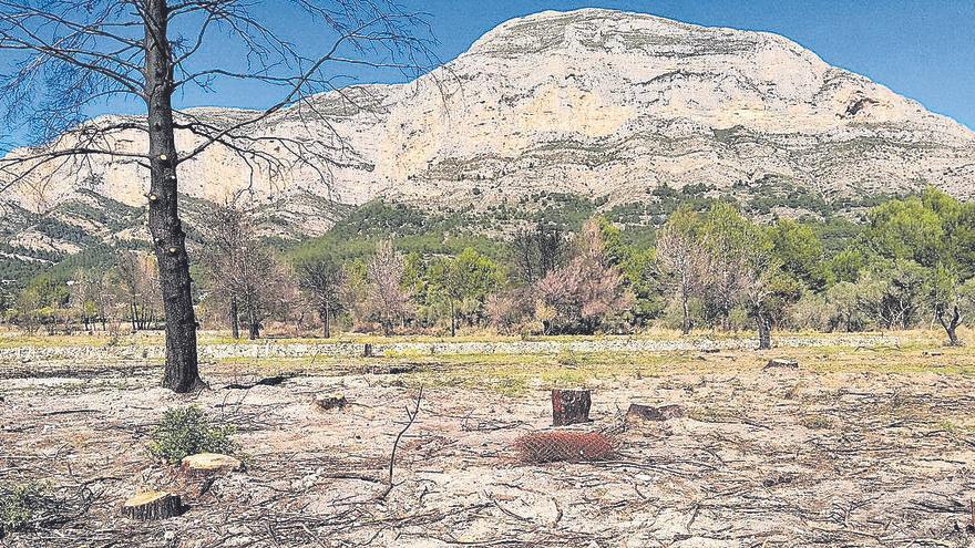 Los terrenos de la Vall de Castelló, próximos al Montgón, donde se ha efectuado la &quot;limpieza&quot; a las bravas
