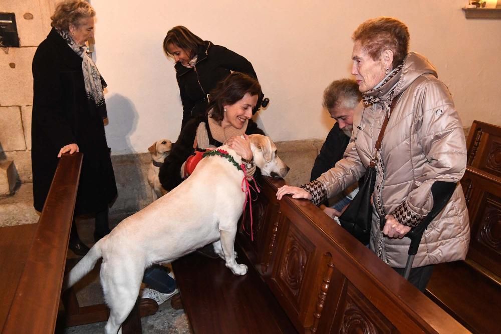 La bendición de las mascotas de San Antonio Abad