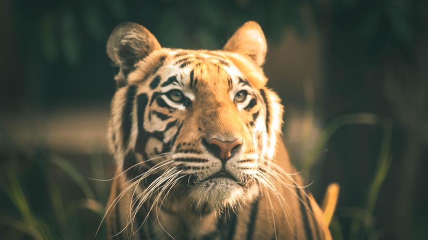 Horóscopo chino 2022: ¿Qué animal eres y qué te depara el año del Tigre?