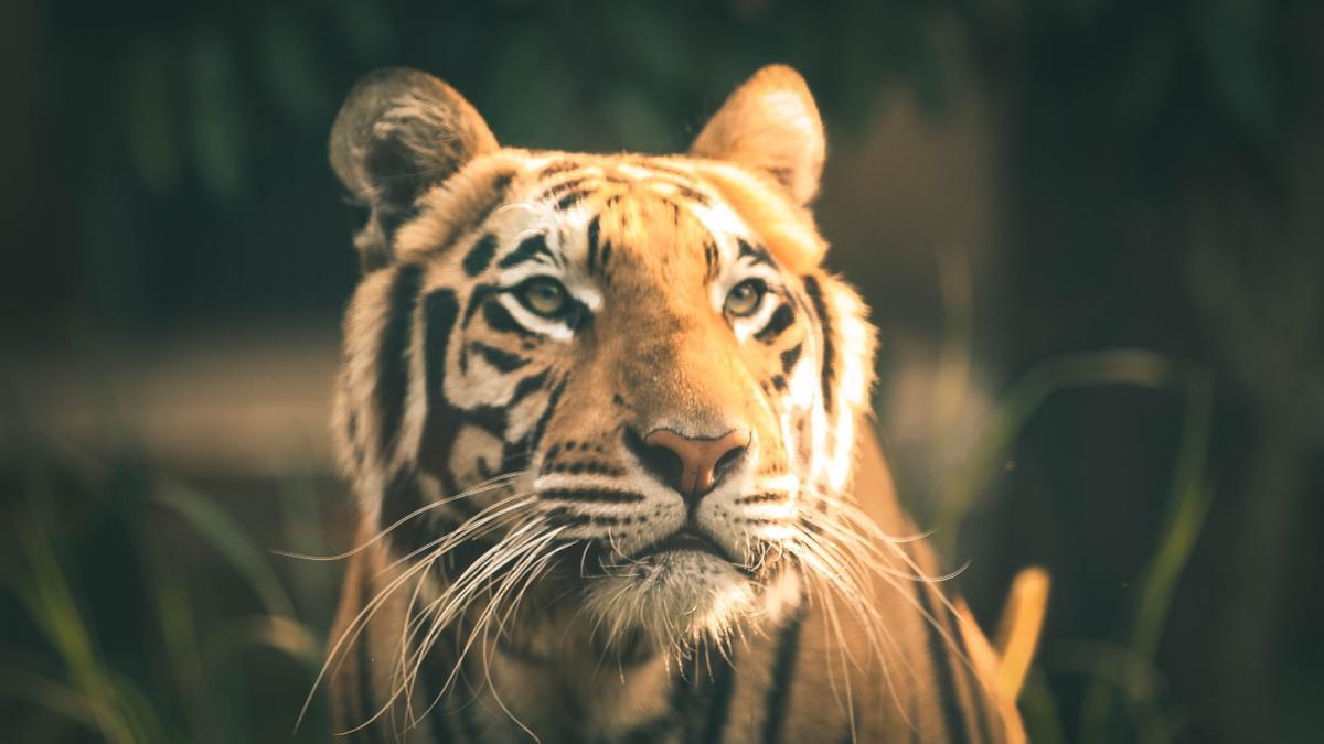 Horóscopo Chino 2022 predicciones para el año del tigre por animal y  elemento Año Nuevo Chino