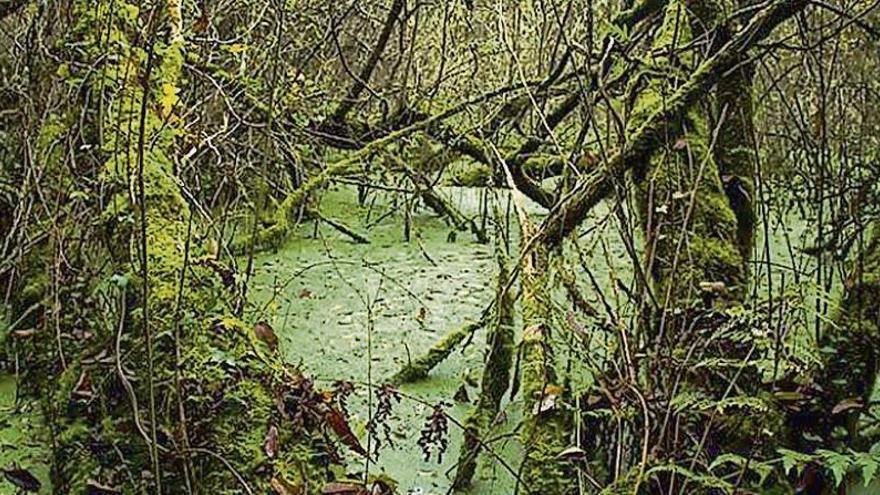 Una de las lagunas de As Brañas .