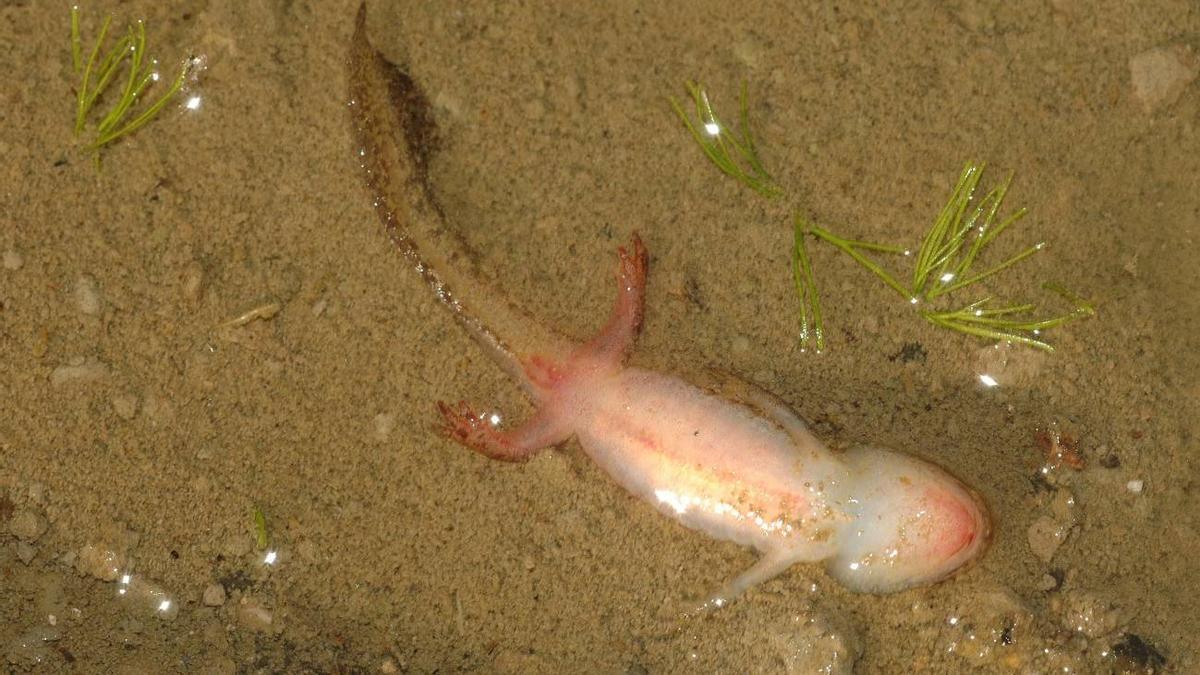 El &#039;ranavirus&#039; es capaç d’acabar amb poblacions senceres fins i tot de rèptils.