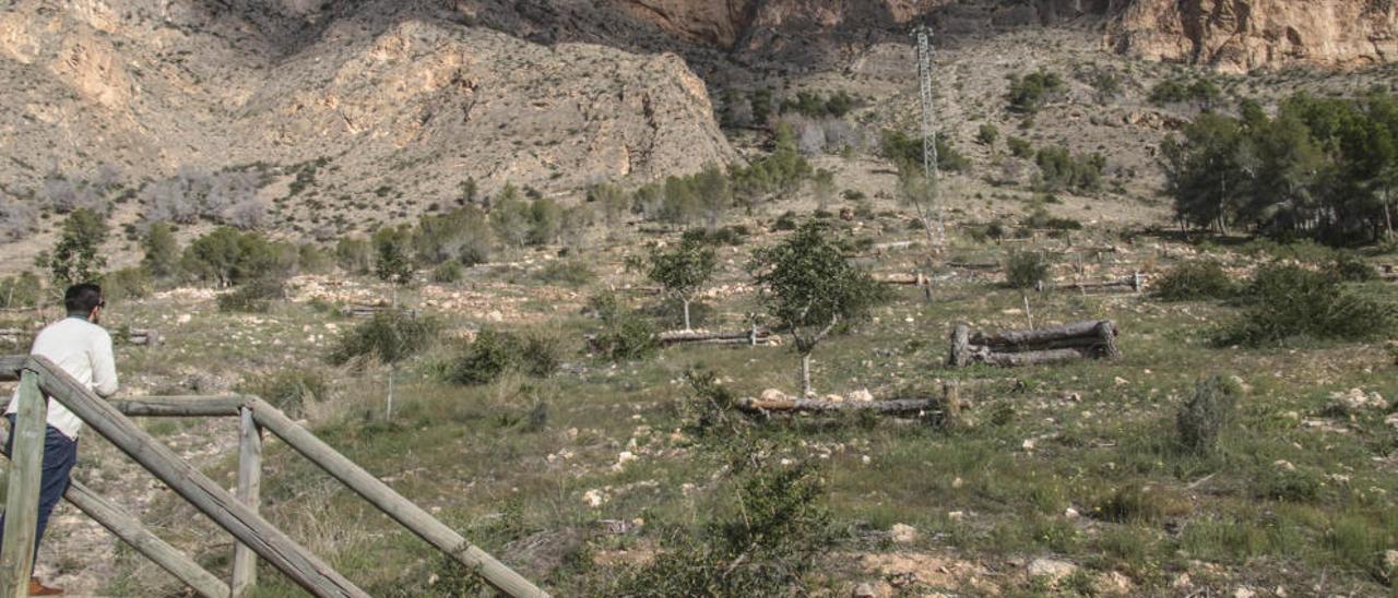 Buena parte de la ladera del entorno de la ermita ha dejado de ser de color gris tras arrancar miles de árboles afectados por la plaga.