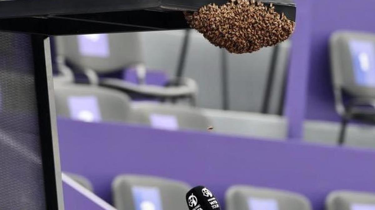 El enjambre de abejas que tomó la pista del Master de Guadalajara.