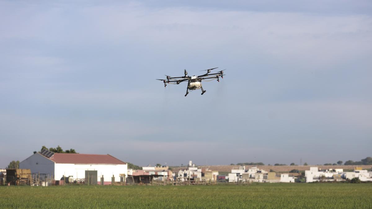 Un dron interviene en la campaña para el tratamiento contra los mosquitos que propagan el Virus del Nilo Occidental (VNO) sobre un arrozal.