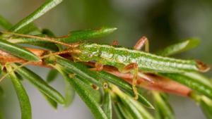 Un insecto palo Timema cristinae rayado sobre un arbusto: un nuevo estudio en torno a este insecto podría cambiar algunas concepciones sobre la evolución.