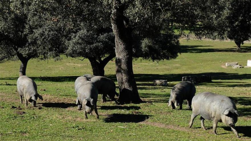 La Junta inicia los trabajos de mejora en dehesas cordobesas