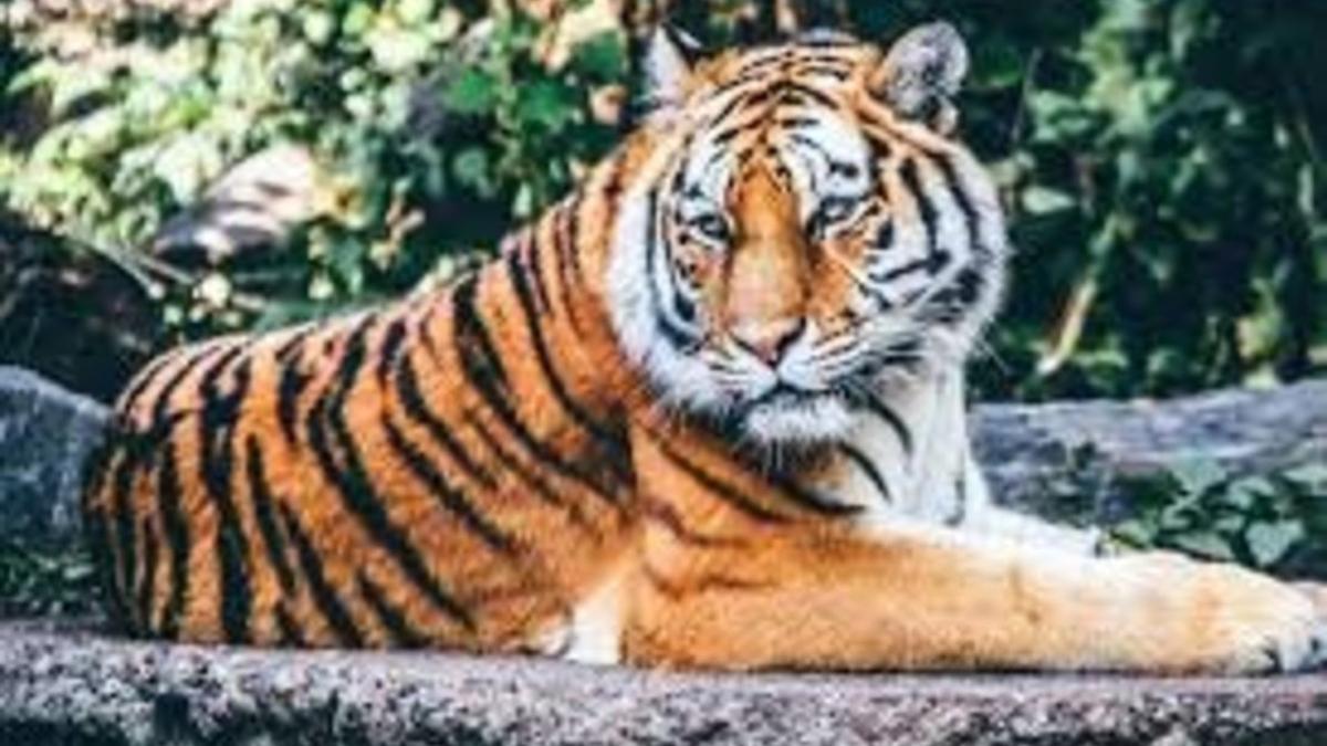 El coronavirus afecta a un tigre del zoo de Nueva York