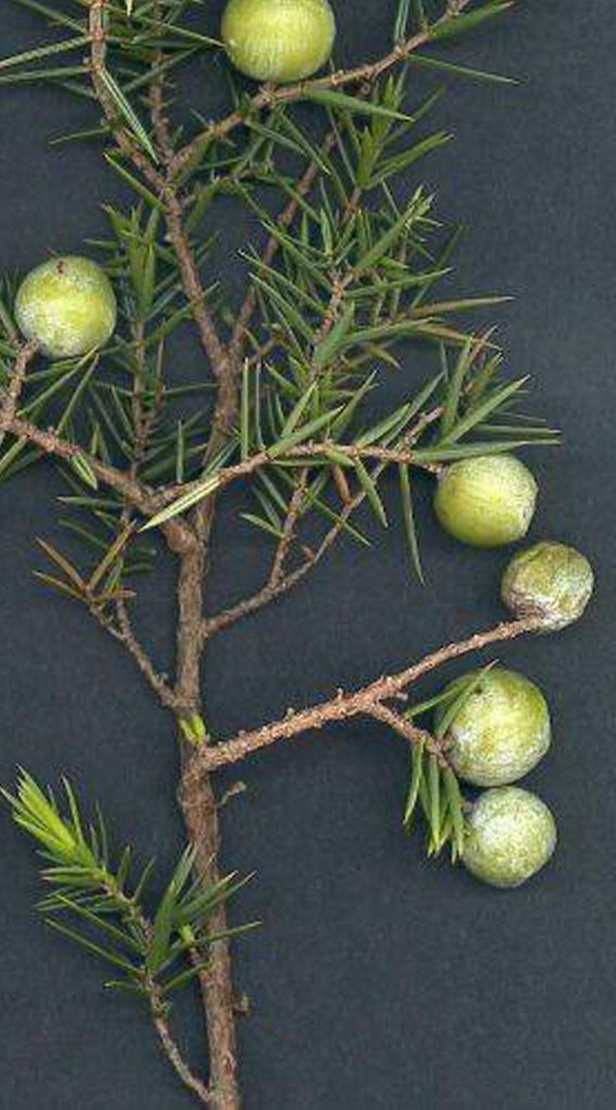 Großfrüchtiger Wacholder.