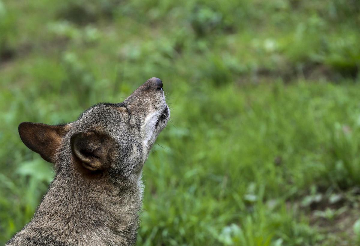 Asociaciones ecologistas ya han amenazado con denuncias a las CCAA que permitan la caza del lobo.