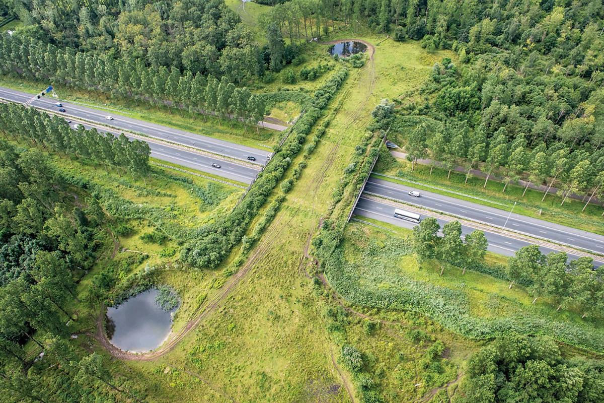 Este tipo de pasos elevados para fauna son típicos en países centroeuropeos