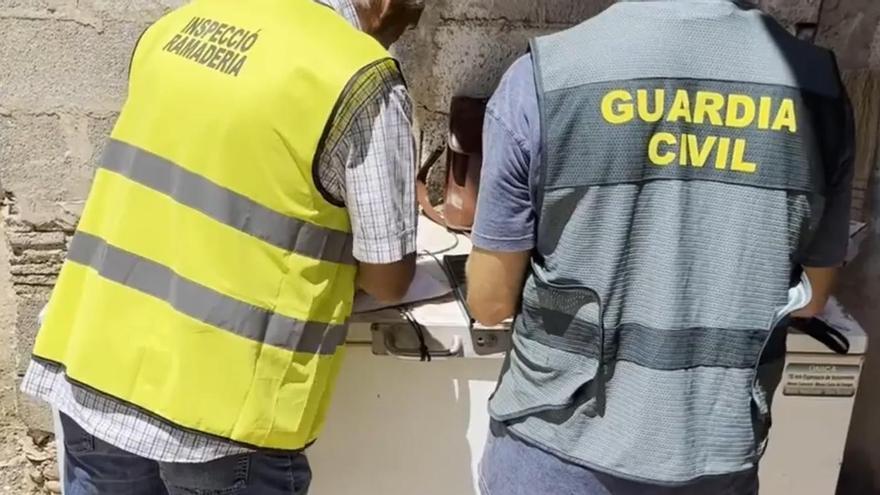 La Guardia Civil se incauta de 250 ovejas maltratadas y precinta parte de una explotación