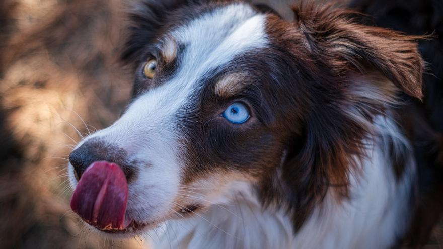 Descubre las mejores razas de perros medianos: ¡tu compañero perfecto te espera!