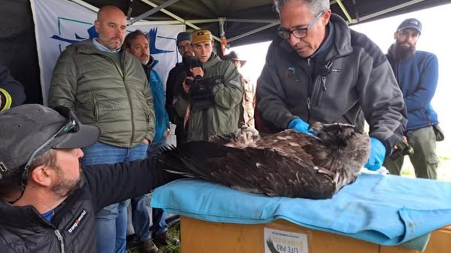 &quot;Nora&quot; y &quot;Maxi&quot;, dos nuevos polluelos de quebrantahuesos en los Picos de Europa