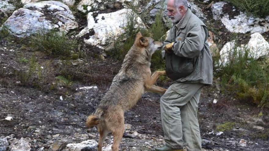 Carlos Sanz aporta alimento a uno de los ejemplares del Centro del Lobo en fechas pasadas.