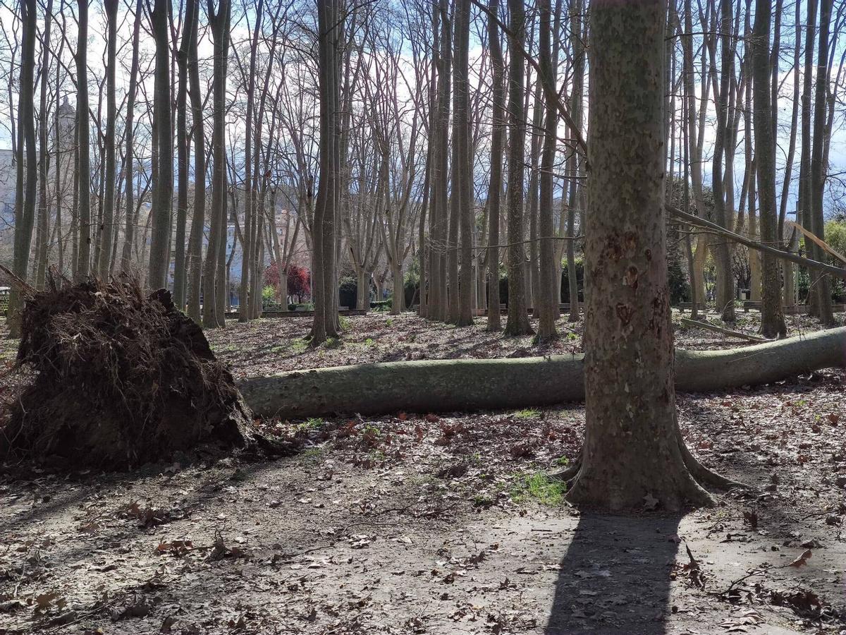 Arbres caiguts a Girona per la ventada Arbres caiguts a Girona per la ventada