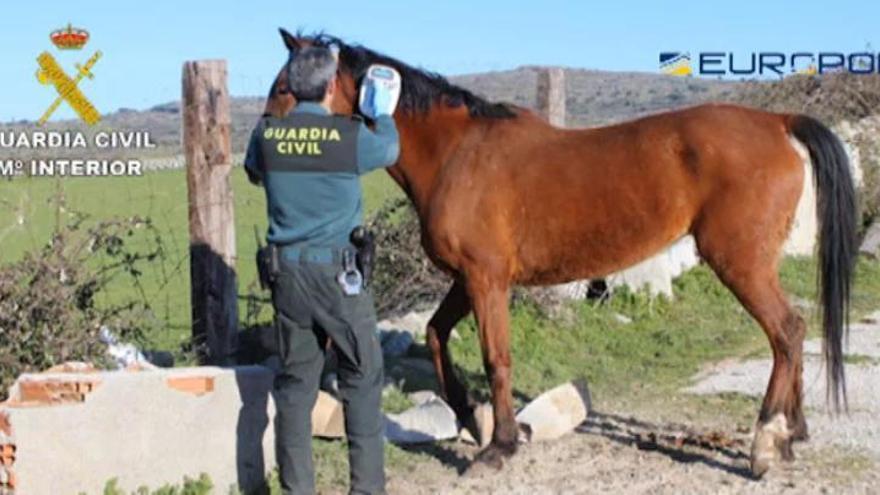 Más de 60 detenidos de una red que vendía carne de caballo no apta para consumo