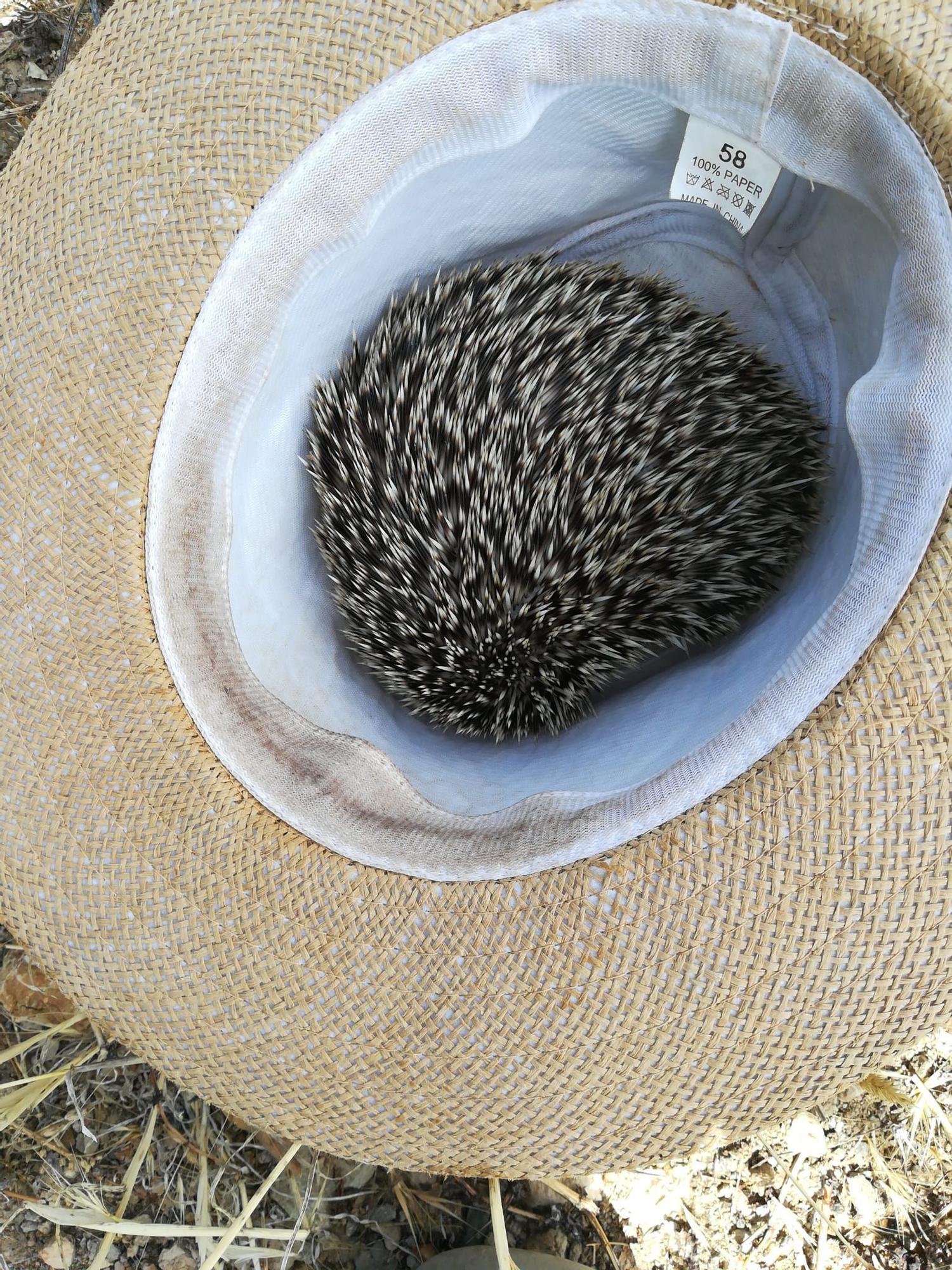 Salvan la vida a un erizo canario en San Lorenzo