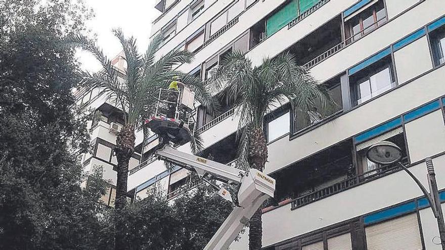 Un operario revisaba ayer palmeras en el centro de Murcia.