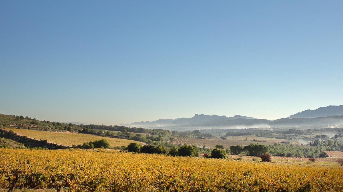 Clos de Lôm dispone de casi 300 hectáreas de viñedo en su finca.