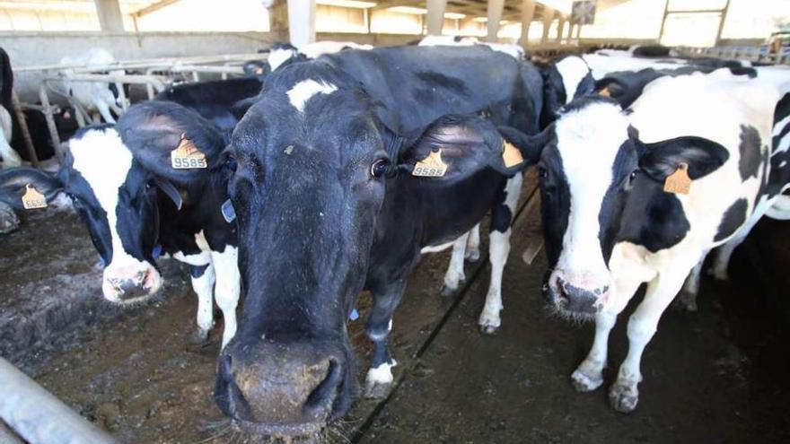Vacas en una explotación láctea gallega.