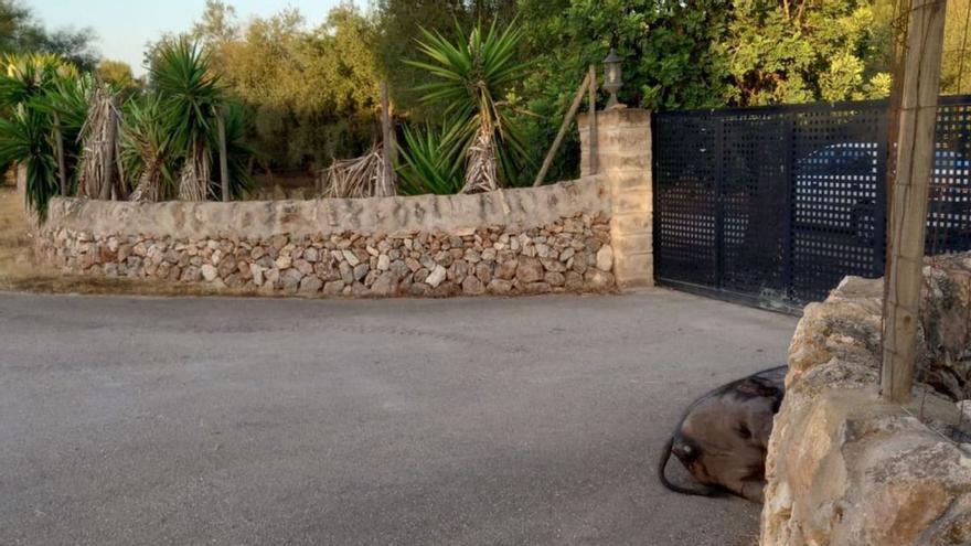 Behörden-Odyssee: Mann in Campos auf Mallorca hat zwei Tage lang ein verwesendes Schwein vor der Tür - und keiner fühlt sich zuständig